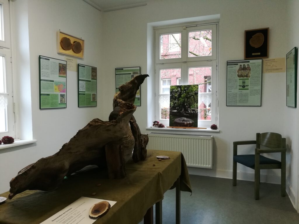 Die Femeichenausstellung: 21 Schautafeln erzählen aus der Geschichte der 1000-jährigen Femeiche. Zu sehen sind zudem ein mächtiges Mantelfragment und Baumscheiben der Eiche, ca. 200 Jahre alt